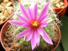 Mammillaria boolii