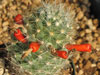 Mammillaria boolii