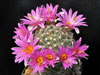 Mammillaria boolii