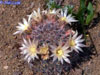 Mammillaria brachytrichion