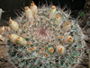 Mammillaria brandegeei