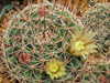 Mammillaria brandegeei