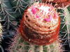 Melocactus broadwayi