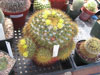 Mammillaria canelensis