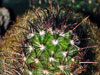 Mammillaria capensis