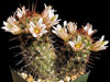 Mammillaria capensis