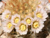 Mammillaria carmenae