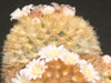 Mammillaria carmenae