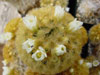 Mammillaria carmenae