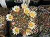 Mammillaria carretii