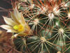 Mammillaria carretii