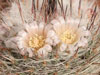 Mammillaria chionocephala