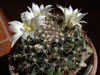 Mammillaria coahuilensis