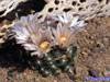 Mammillaria coahuilensis