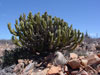 Myrtillocactus cochal