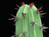 Myrtillocactus cochal