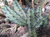 Myrtillocactus cochal