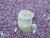 Mammillaria columbiana