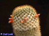 Mammillaria columbiana