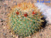 Mammillaria columbiana