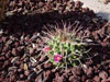 Mammillaria compressa