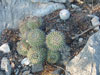 Mammillaria compressa