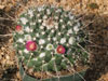 Mammillaria compressa