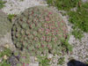 Mammillaria compressa