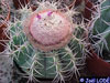 Melocactus concinnus