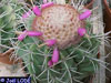 Melocactus concinnus