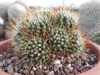 Mammillaria crinita