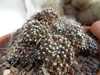 Mammillaria crinita