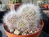 Mammillaria crinita