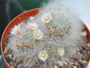 Mammillaria crinita