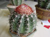 Melocactus curvispinus