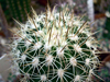 Melocactus curvispinus