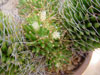 Mammillaria decipiens