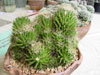 Mammillaria decipiens