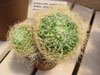 Mammillaria decipiens