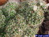 Mammillaria decipiens