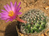 Mammillaria deherdtiana