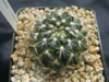 Mammillaria deherdtiana