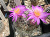 Mammillaria deherdtiana