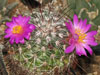 Mammillaria deherdtiana