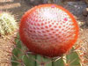 Melocactus deinacanthus