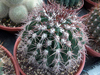 Melocactus deinacanthus