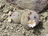 Mammillaria dioica