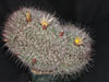 Mammillaria dioica