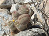 Mammillaria dioica
