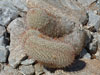 Mammillaria dioica